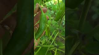 Sweet green peppers.💚 #gardening #bio