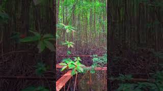 Hutan mangrove, pesawaran lampung