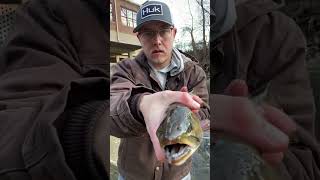 First Brook Trout - Bushkill Creek #troutfishing #trout #brooktrout #bigfish #bigtrout #amazing