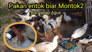 Tips buat Pakan entok biar entok pada montok - montok ala Papap Agus