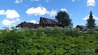 Борщевик на Вадье. Коношский район, Архангельская область.