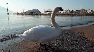 Лебедь Будва . Весна в Черногории 2019  Swan  Budva.Spring in Montenegro .