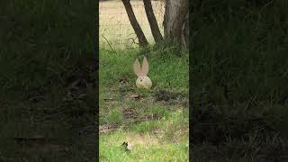 2 Melon Head Rabbits Meet the Rabbit Busters #rabbitbusters