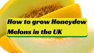 How to grow Honeydew Melons in the UK - From Store brought Melons