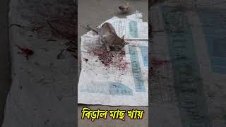 বিড়াল মাছ খায় || Cat eating || #short #shortvideo #শর্ট_ভিডিও