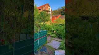 TOMATO GARDEN #gardenideas #shorts