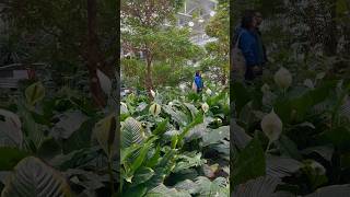 Devonian Gardens - Indoor Botanical Garden in downtown Calgary. #shorts