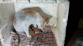 Congratulations, mom cat got three babies kittens so cute all