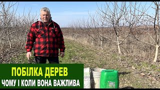 №193 Весняна та осіння побілка дерев: чому вона потрібна горіху