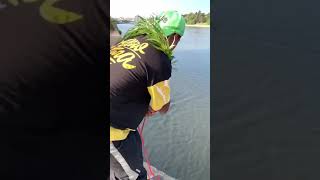 Amazing cast net Fishing Video 🐟 Best Asian Fishing Technique 🐟 #shorts