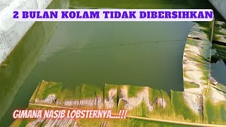 2 Bulan Gak DIBERSIHKAN LOBSTERNYA MALAH jadi Begini....!!!