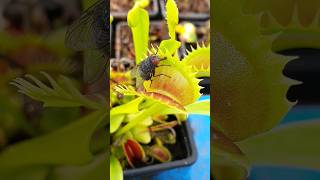 Venus Flytrap 'Sharks Tooth' vs Fly