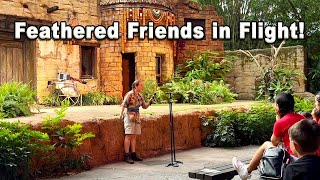 Feathered Friends in Flight! Singing Parrots | Disney's Animal Kingdom