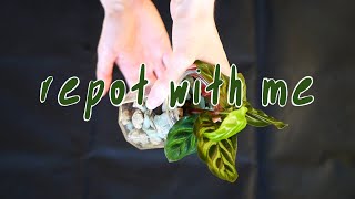 REPOT WITH ME | diy pon, semi-hydro