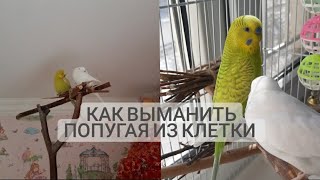 Как выманить попугая из клетки?!