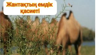 жантақтың емдік қасиеті. жантақты жинап үлгеріңіз