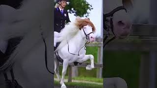 Эстетика🐴 | shorts #viral #trending #sports #pets #horse #eguestrian