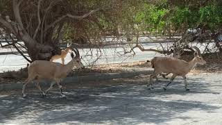 Ibexes (capricorns) at a parking lot in Ein Gedi