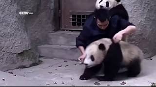 Vida Fácil... Será que o tratador consegue dar o remédio para esses 2 bebes Pandas?