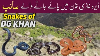 Snakes of DG Khan - Wildlife Biodiversity of Fort Munro & Sulaiman Mountains