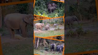 elephant dancing #educationalwildlife #wildpredator  #soundeffects #elephant #nature  #elephante