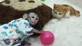 Teman Baru Milo Si Kucing Miu Miu#babymonkey #kucinglucu