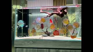 My Wild Discus and new fish tank landscaping 七彩神仙