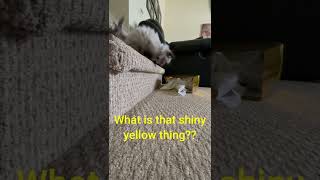 #Shorts | Cute Cat | Himalayan Kitten Vs. Gift Bag