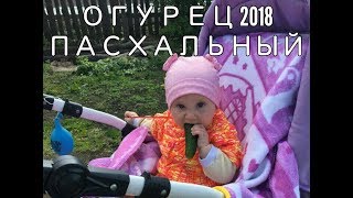 Пасхальный огурец 2018!!!