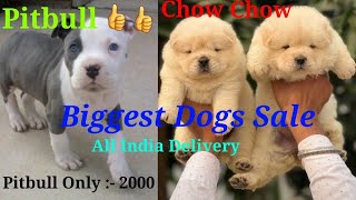 ₹2000 में Pitbull || Dog Price List 2023 || Cheapest Dogs