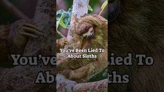 You’ve Been Lied to About Sloths