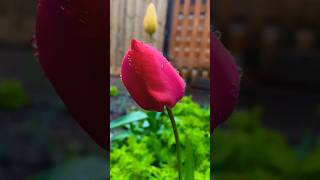 Tulip love 🌷🌷🌷| Please Subscribe to my channel | #lifeinuk #uklifestyle