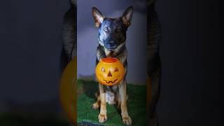 HALLOWEEN 🎃 #halloween #dogs #cachorro #dog #pets #cao #togodonode #dogtraining #adestramento