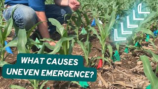 What Causes Uneven Emergence?