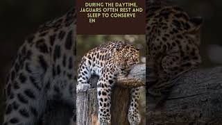 jaguar hunting animal|Discover with sabi #youtubeshorts #viral #youtube #shorts #animals