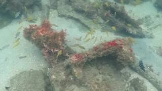 Blue heron bridge dive 5/26/16 MVI 0069