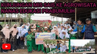 kunjungan MI.SAIS ke agrowisata nanas edukasi prabumulih