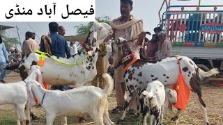 Faisalabad bakra mandi new updates beetal milking goats [haider tv vlog]