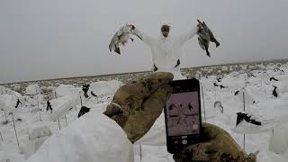 NY snow goose hunt