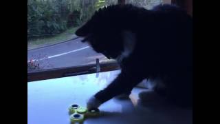 Cat spinning a fidget spinner