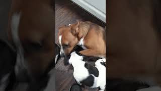 Puppy Playtime #shorts #puppy #dogs #pets #funny