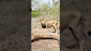 León con suerte encuentra cadáver de jirafa (Skorro, Tumbela). #lion #shorts #viralvideo #short