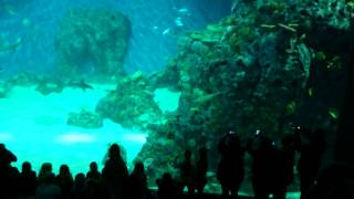 Den Blå Planet - biggest aquarium with hammershark