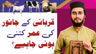 Age of Qurbani Animal | قربانی کے جانور کی عمر