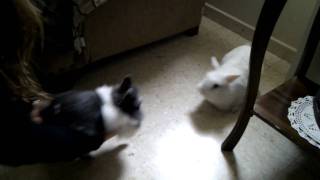 Rabbit becomes a terrorist