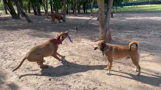 Loki, tug-o-war at the dog park.