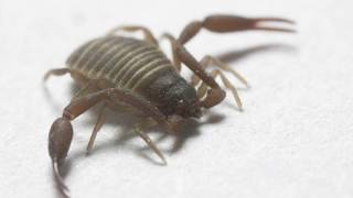 лжескорпион pseudoscorpion