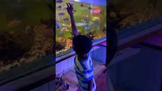 Cichlid fishes tank setup #shorts #youtubeshorts