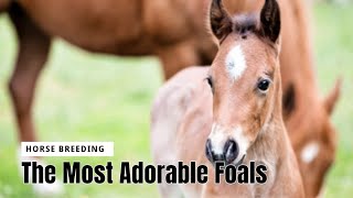 The Most Adorable Foals Horse Breeding #secretanimals @secret_animals