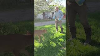 Bottle Feeding Calf Follows Me Everywhere! #farmlife #shorts #homesteading #calf #cow #beef